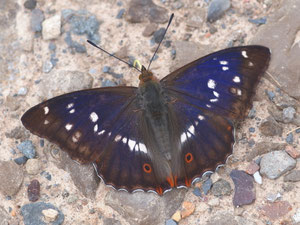 Grosser Schillerfalter 