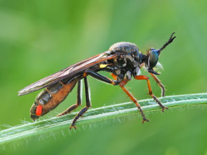 Die Habichtsfliege leidet an einem Parasiten am Hinterleib.