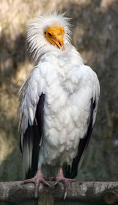 Vautour Perncoptère -Le Bois des Aigles