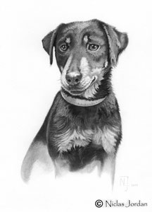 "Jagdterrier" 2017