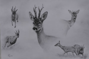 "Rehwild-Studie" 2012