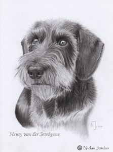 "Rauhaardackel Henry" 2014