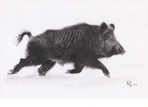 "Keiler im Schnee" 2013