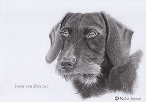 "Rauhaardackel Iwen" 2014