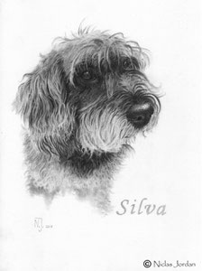 "Rauhaardackel Silva" 2015