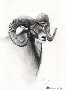 "Muffelwidder" 2015