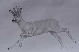 "Rehbock" 2012