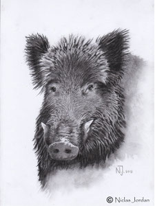 Keiler Portrait 2013