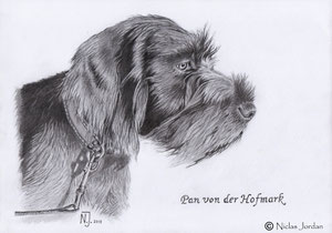 DD-Welpe "Pan von der Hofmark" 2013