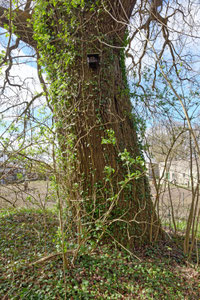 Eiche bei Gnewitz