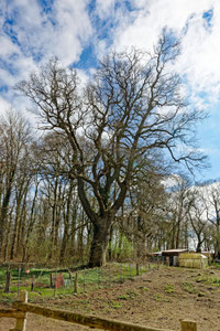 Eiche bei Gnewitz
