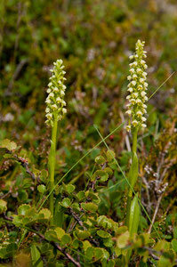 Weißzüngel – Pseudorchis albida