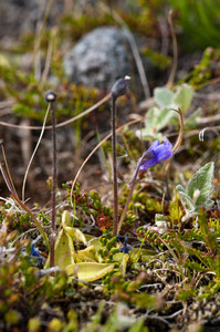 Gemeines Fettkraut -Pinguicula vulgaris 2