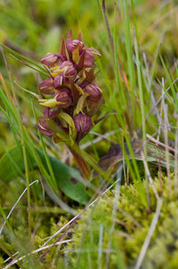 Grüne Hohlzunge – Dactylorhiza viridis 