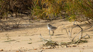 Seeregenpfeifer Jungvogel