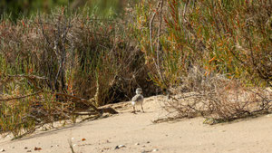 Seeregenpfeifer Jungvogel