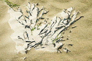 Sandverwehung