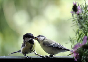 Renate Schulze