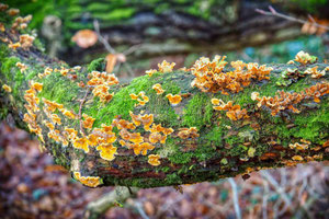 Pilze_auf_Ast-1