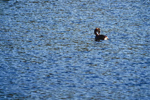 Wasservogel