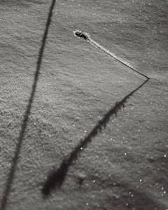 Wolfgang Rosenthal