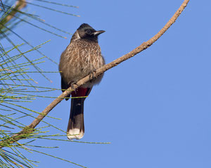 Russbülbül (Pycnonotus cafer), Fuerteventura, Spanien