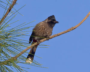 Russbülbül (Pycnonotus cafer), Fuerteventura, Spanien