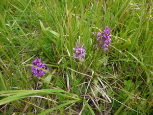 Breitblättriges Knabenkraut; Foto: Michael Wetzel