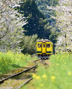 25 小山 秀次郎 菜の花咲く頃 千葉県　いすみ鉄道