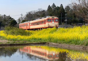 24 小山 秀次郎 桜散る頃 千葉県　いすみ鉄道