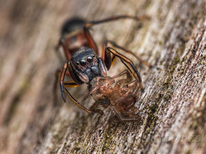 Großer Ameisenspringer (Leptorchestes berolinensis), ♀