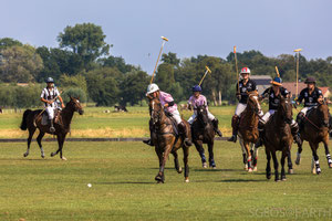 Chihuahua Cup - Polo Club Vreeland - 2018