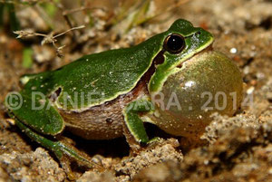 Ranita de San Anton, Hyla arborea (Sierra del Suido, Galicia)