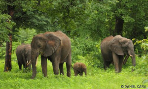 Elefantes Botswana