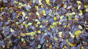 Autumn Leaves II