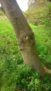 The Face of a Tree