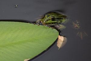 Teichfrosch. Heiko Friedel