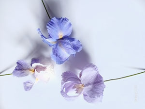 modelage de petites fleurs d'iris en papier, couleur teintée  