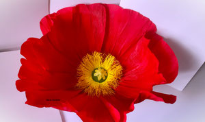fleurs pavot géante en papier crépon de qualité supérieur certifié FSC, Maria Salvador artiste de sculptures florales en France   