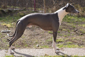 whippet bleu