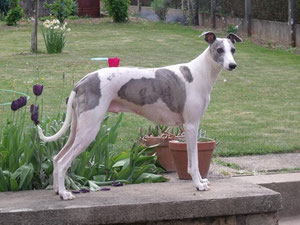 whippet