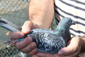 DV-01372-10-284.VOGEL.