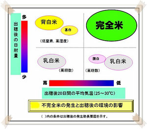 イネの高温障害について ライスピア米蔵