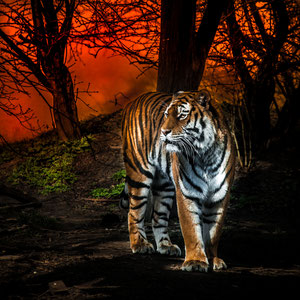 Sonnenuntergang und Tiger
