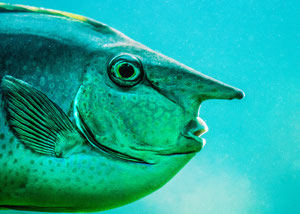 Nasenfisch im Profil