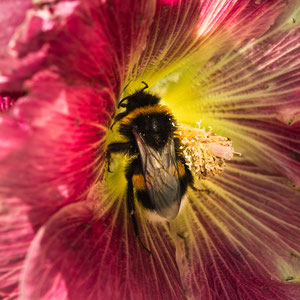 Hummel im Zentrum