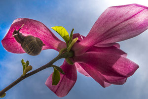 Weinbergschnecke auf Magnolienblüte
