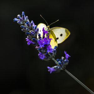 Schmetterling