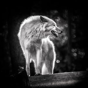 Alaska-Wolf