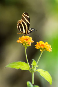 Schmetterling